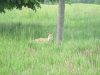 1i Loch 13 Fuchs 1